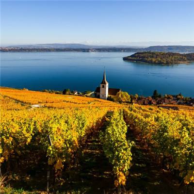 威斯尼斯wns888入口app